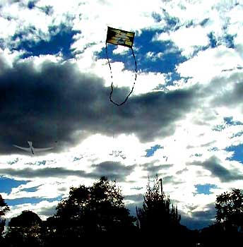 bird and screenie kites bogota
