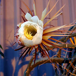 cactus flower 21 hour